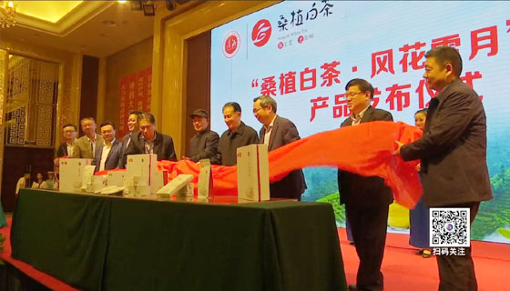 “桑植白茶”產品發布會新聞報道